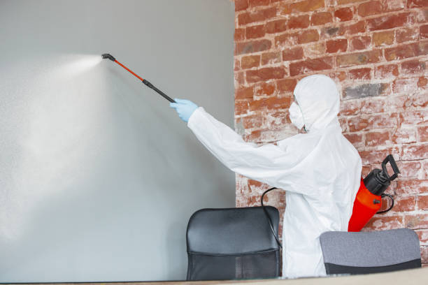 Best Environmental Consulting for Mold Prevention  in Lecanto, FL