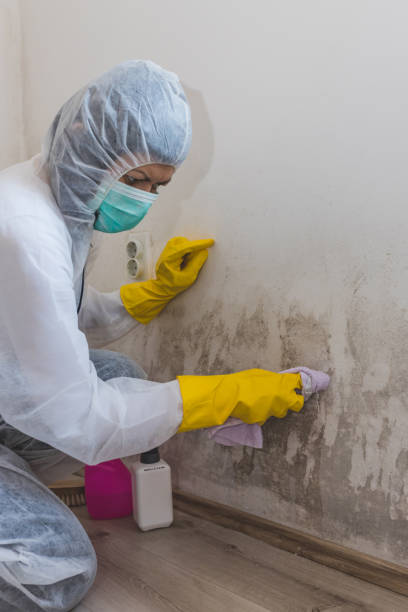 Best Forensic Mold Investigation  in Lecanto, FL