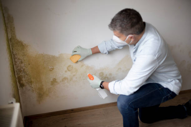 Best Mold Removal for HVAC Installations  in Lecanto, FL
