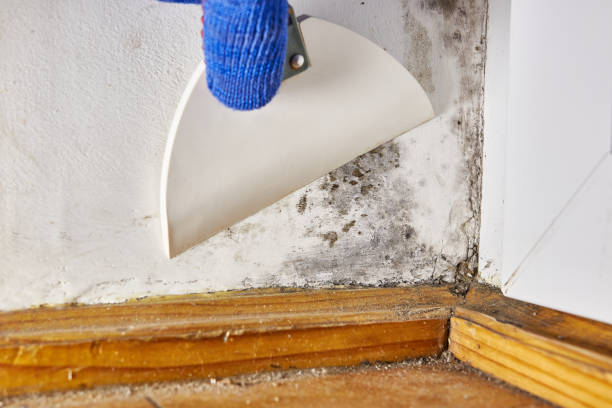 Best Water Damage & Mold Remediation  in Lecanto, FL